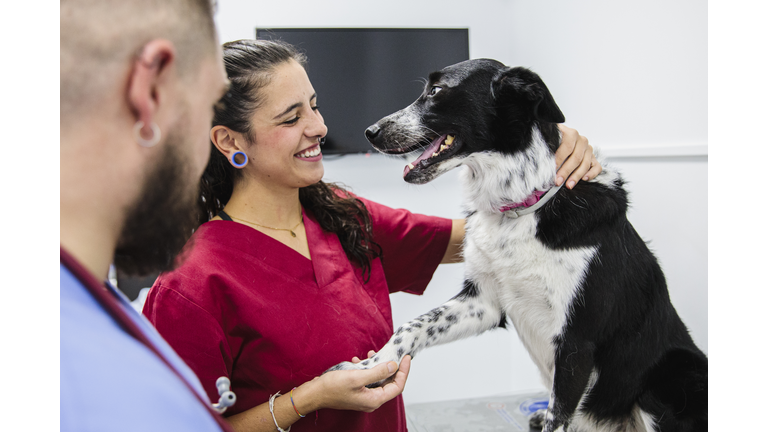 dog medical checkup at veterinary clinic