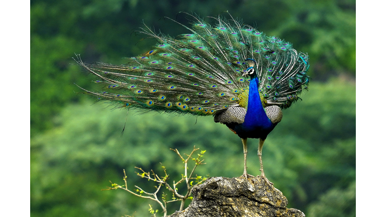 INDIA-SOCIETY-ANIMAL