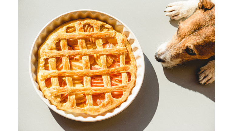 Family pet dog wishing traditional apple pie made for Thanksgiving dinner