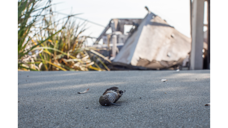 Powerful Winds Fuel Multiple Fires Across Los Angeles Area