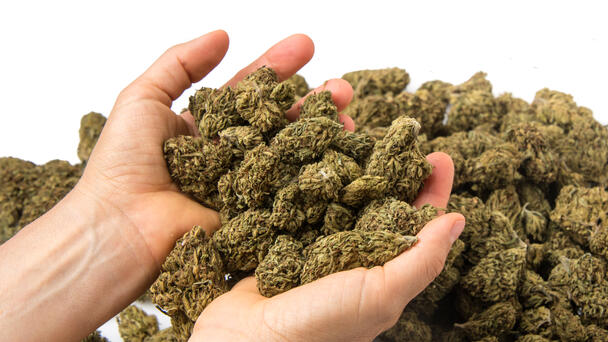 Cannabis Use Linked to Heart Risks, New Study Finds
