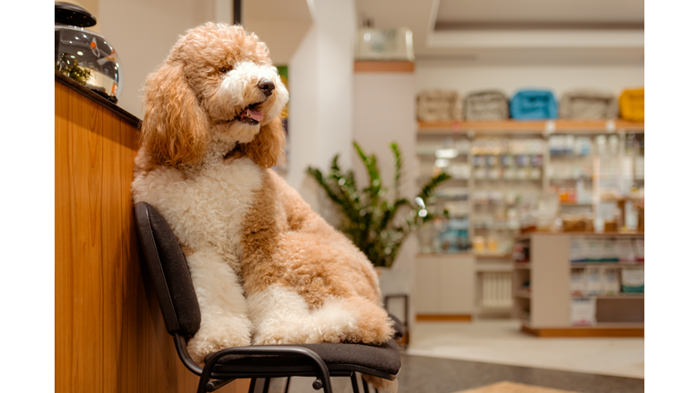 Pet with Personality: Dog Sits on a Chair at the Vet Reception Area