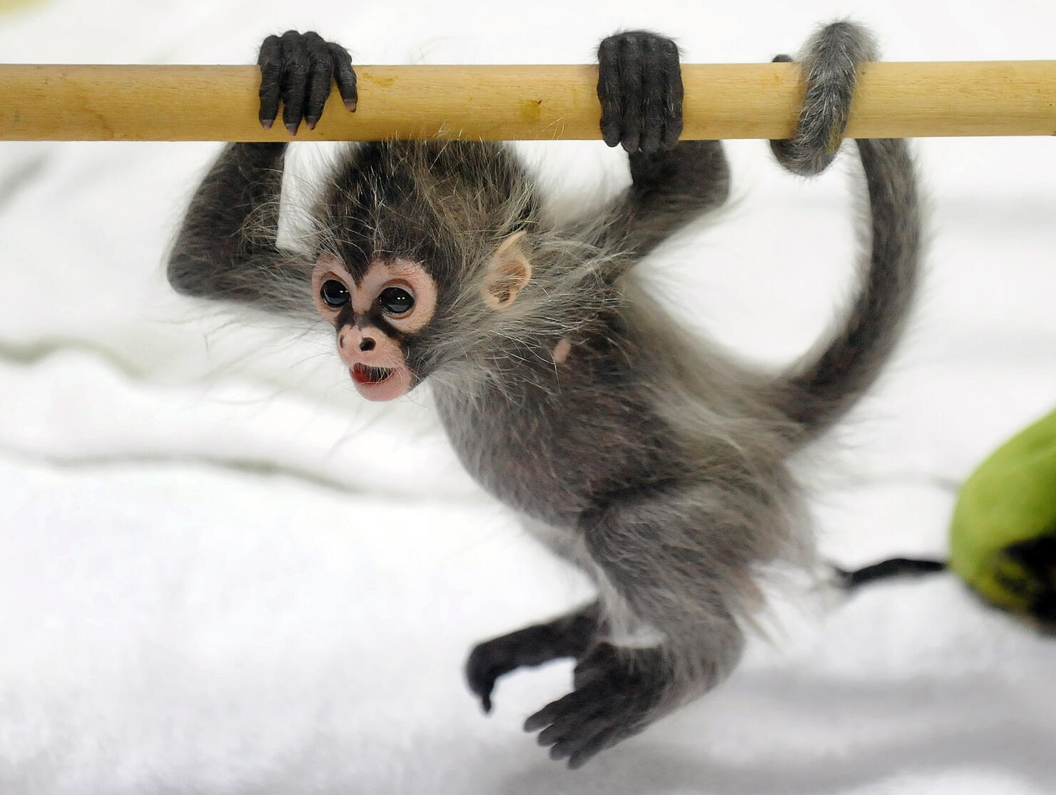 A baby Spider Monkey named Estela plays