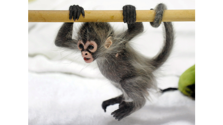 A baby Spider Monkey named Estela plays