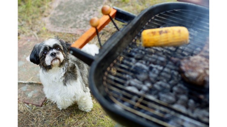 Dog looking at barbecue grill