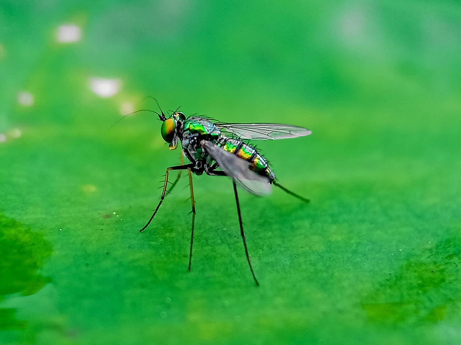 hominivorax, the New World screw-worm fly, or screw-worm for short, is a species of parasitic fly that is well known for the way in which its larvae (maggots) eat the living tissue.