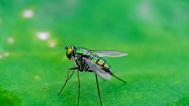 Flesh-Eating Fly That Poses Health Risks To Humans Is Back After 60 Years