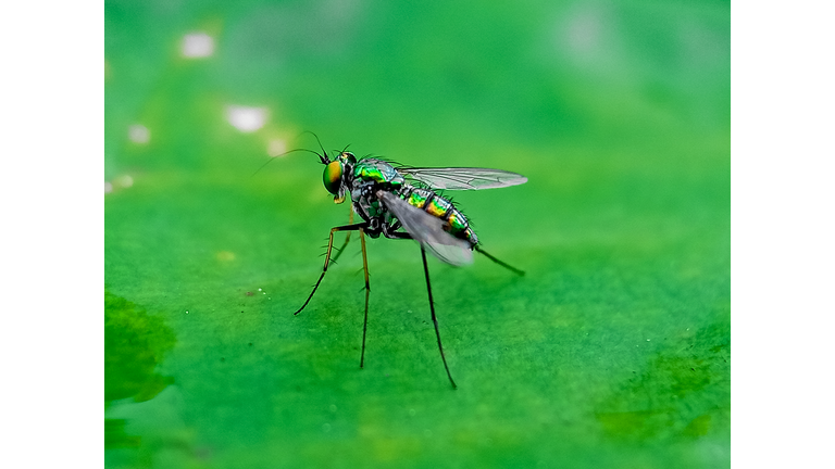 hominivorax, the New World screw-worm fly, or screw-worm for short, is a species of parasitic fly that is well known for the way in which its larvae (maggots) eat the living tissue.