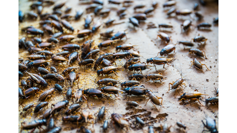 close up of Crickets in farm, For consumption as food And used as animal feed.