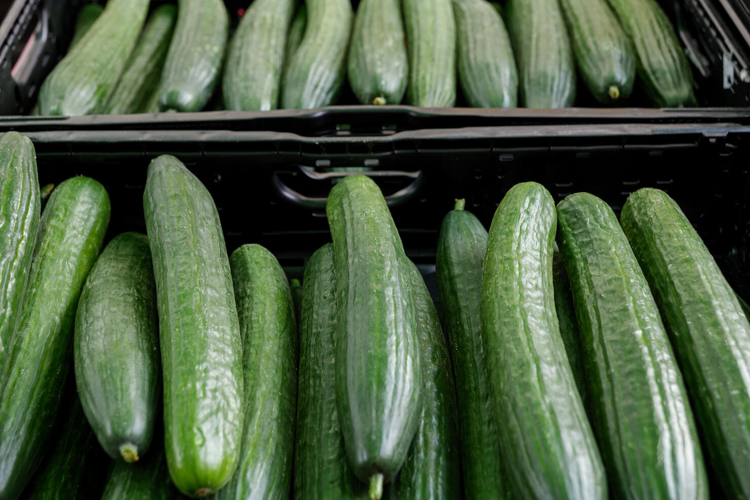 Top view, various type of cucumbers on plastic basket of stall.
