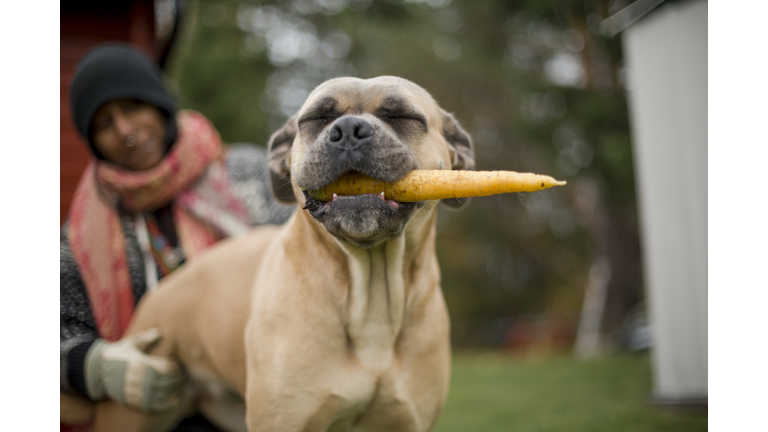 Dog holding carrot in mouth