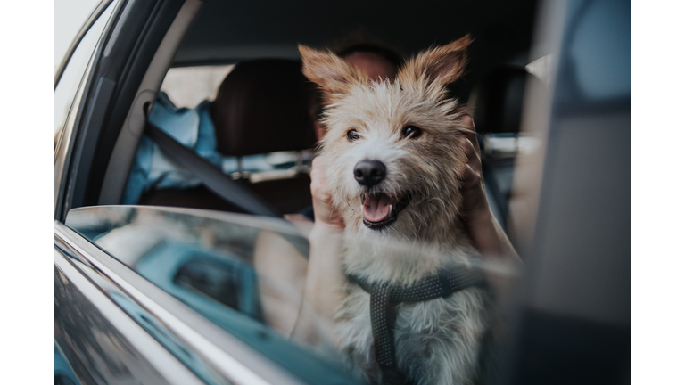 A young portuguese podenco dog traveling with is owner in a car