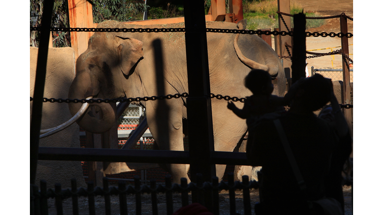 City Council To Vote On Fate Of Controversial Elephant Exhibit at L.A. Zoo