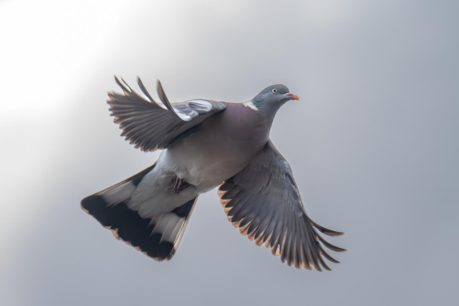 Close-up of pigeon flying against clear sky