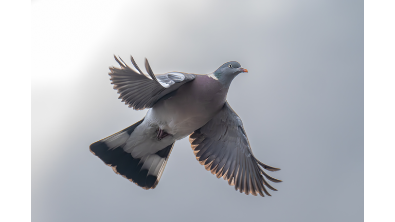 Close-up of pigeon flying against clear sky