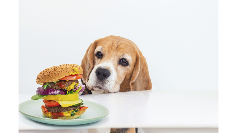 funny dog face looking at burger