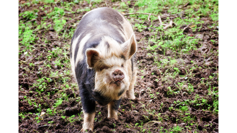 Plump beautiful pig on the field in free grazing. Close-up, portrait