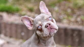 🐾 HauerTo: 5 Cool Life-Hack Ways to Appreciate Your Pet