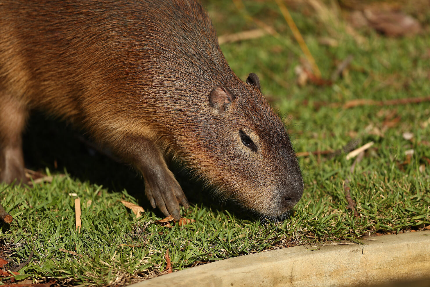Taronga Zoo Unveils New Capybara Exhibit
