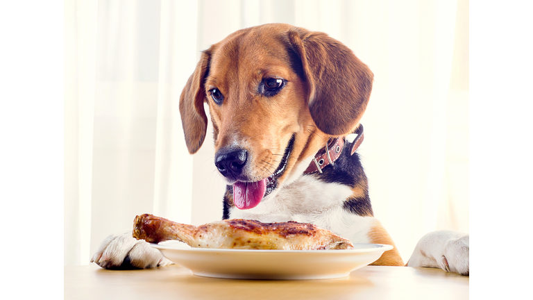 Beagle dog looking  to roasted chicken leg