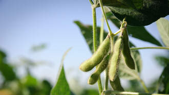 Chinese Cooking Oil Tariff Would Not Have Big Impact In Nebraska Or Iowa 