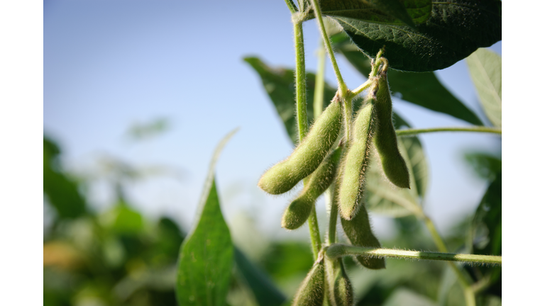 Soybean pods and leaves