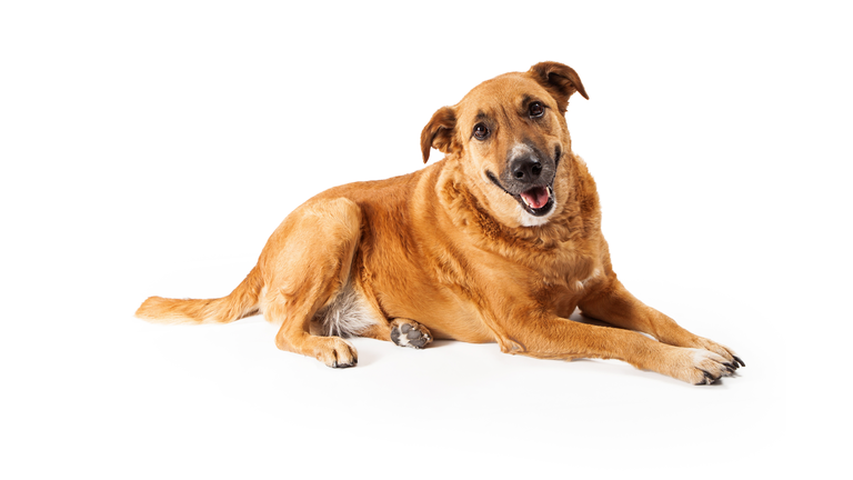 Happy Yellow Dog