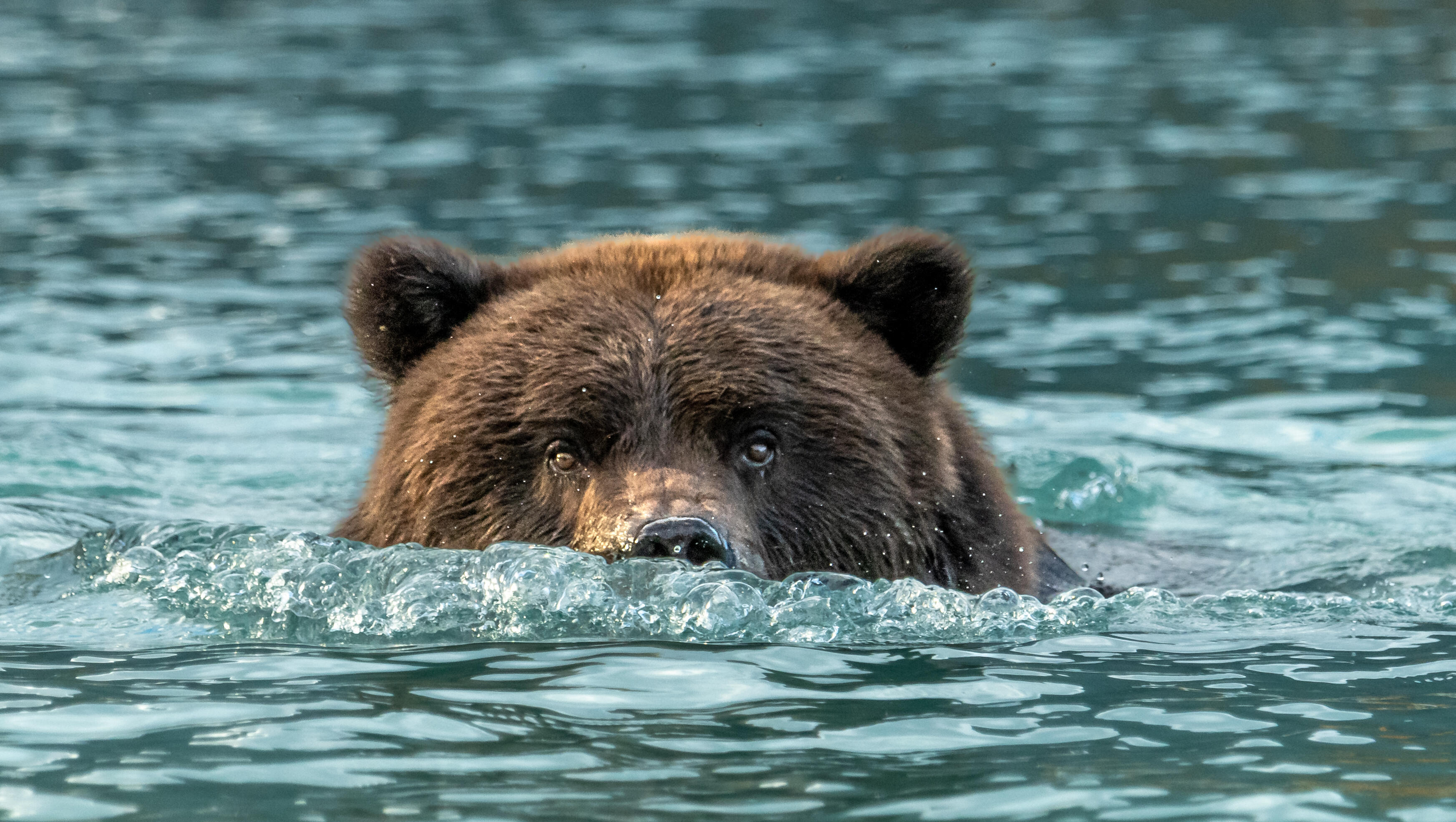 Florida Bear Caught Relaxing in Hot Tub, Naps for 6 Hours