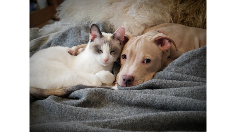 Puppy And Kitten Cuddling