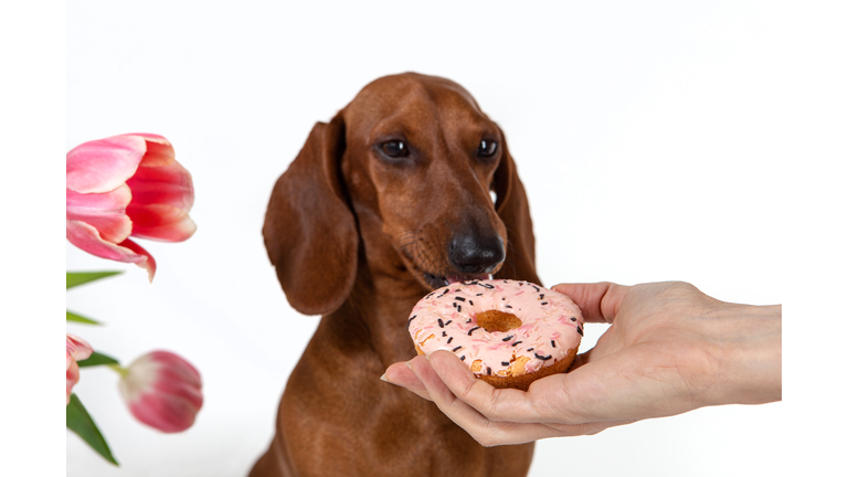 Dachshund dog with donut