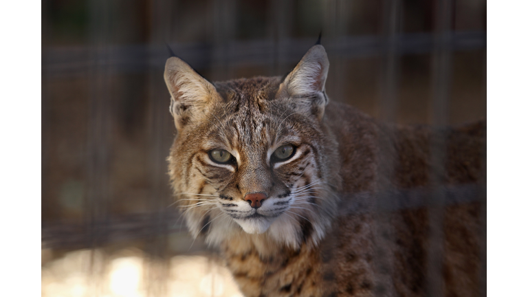 Animal Sanctuary Rescues And Shelters Abused And Abandoned Wildlife