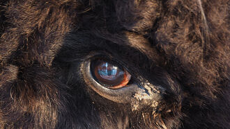 Natalee Holloway Case / Tales of Dogman