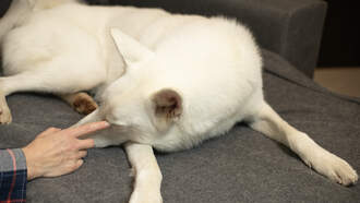 Saying Goodbye: A Final Act of Love for Your Dog