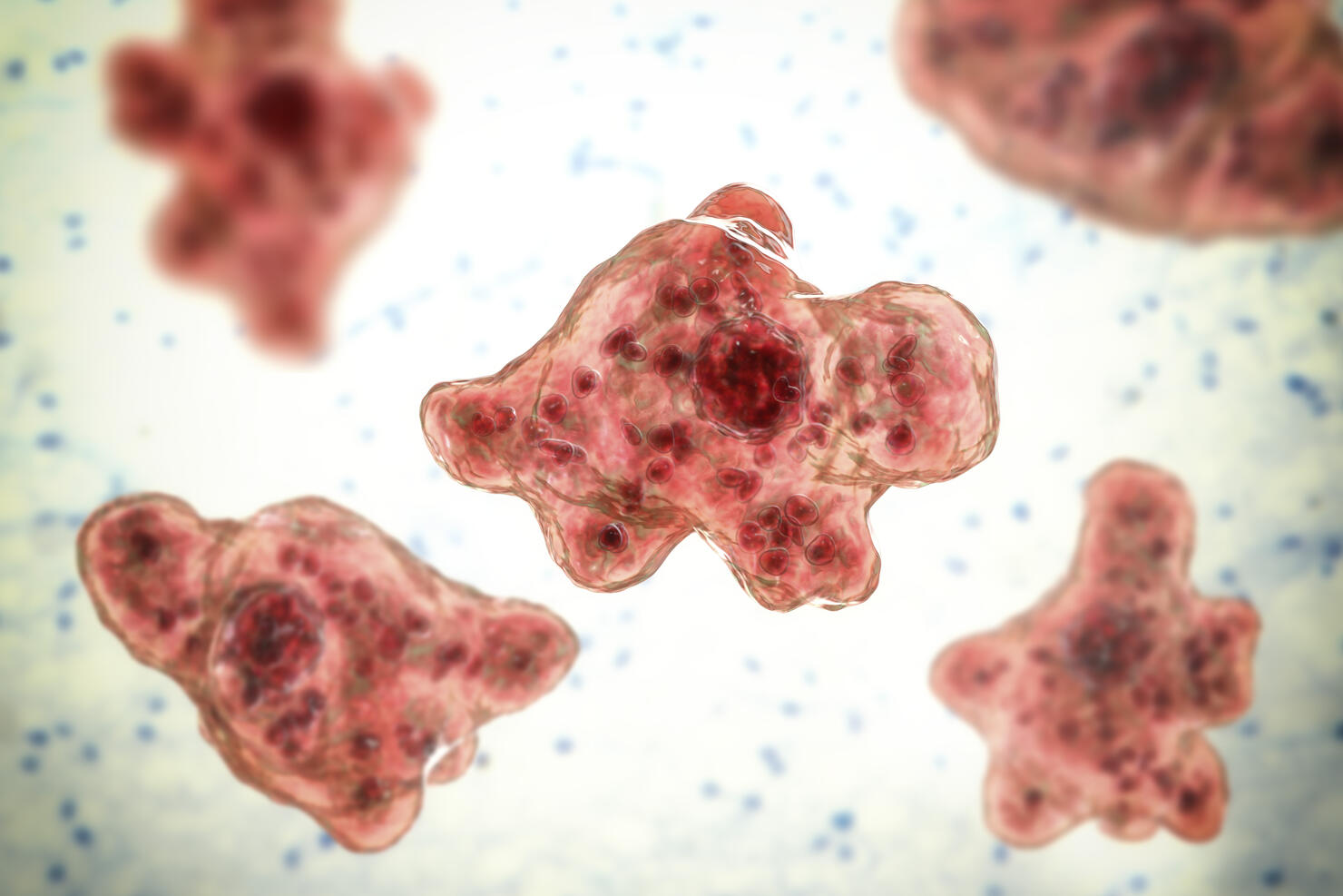 Naegleria brain-eating amoeba, illustration