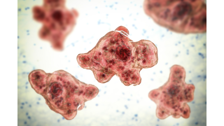 Naegleria brain-eating amoeba, illustration