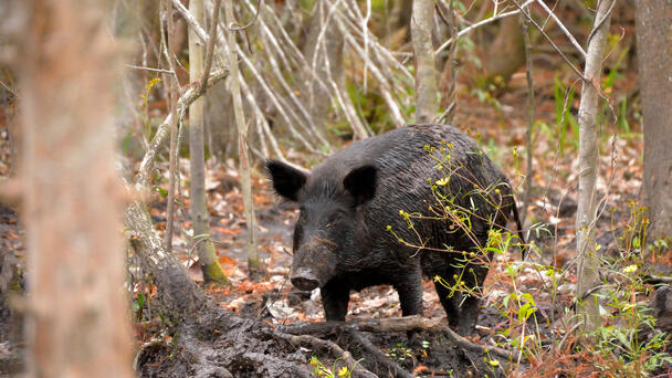 LSU AgCenter Trying To Control State's Feral Pig Population