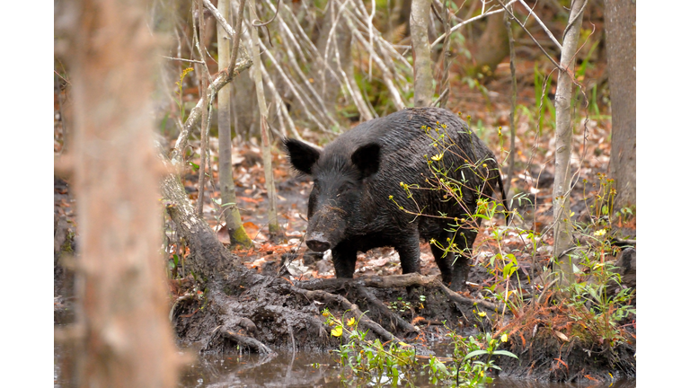 Wild Hog in the Swampland