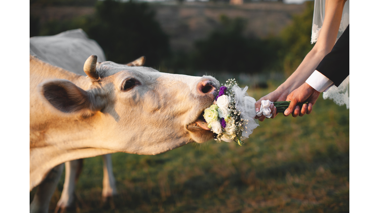 the cow eats the wedding bouquet of the bride and groom.