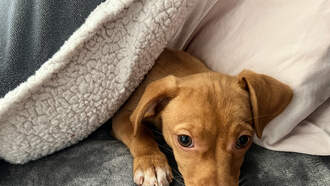 Andy Woods - Paws Of War Reunites Soldier Battling Cancer With Puppy He Rescued Overseas