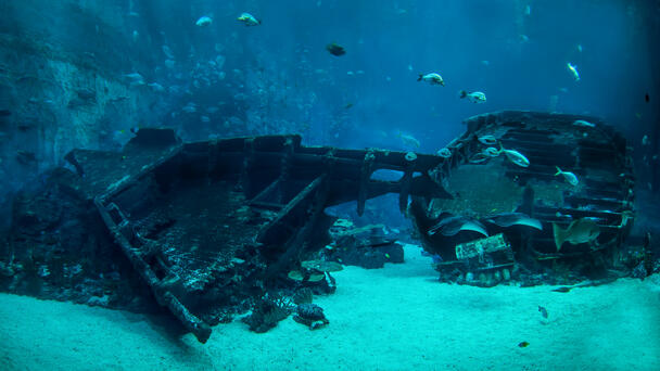 'World's Richest Shipwreck' With Billions In Treasure Located Off Colombia