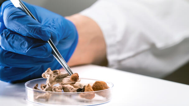 Governor Vetoes Psilocybin Drug Bill, Citing Need for Caution