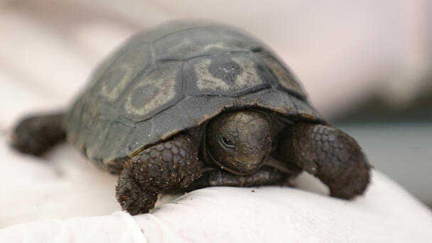 Baby of Oldest Father, Galapagos Turtle "Goliath" Born on Father's Day