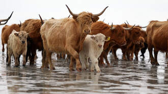 Trio Of Highland Cows Escape Near Battle Creek
