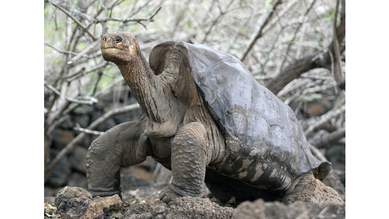 (FILES) Picture taken on June 26th, 2006...