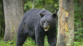 Bear Moves Into Altadena Homeowner's Crawlspace