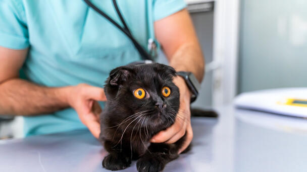 Free Pet Wellness Clinic for Cats Next Monday
