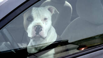 Happy National Name Your Car Day!