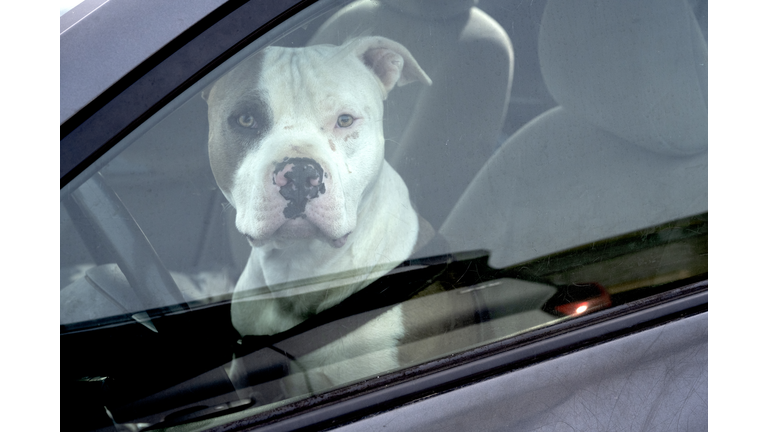 American Pit Bull Terrier driver in a car