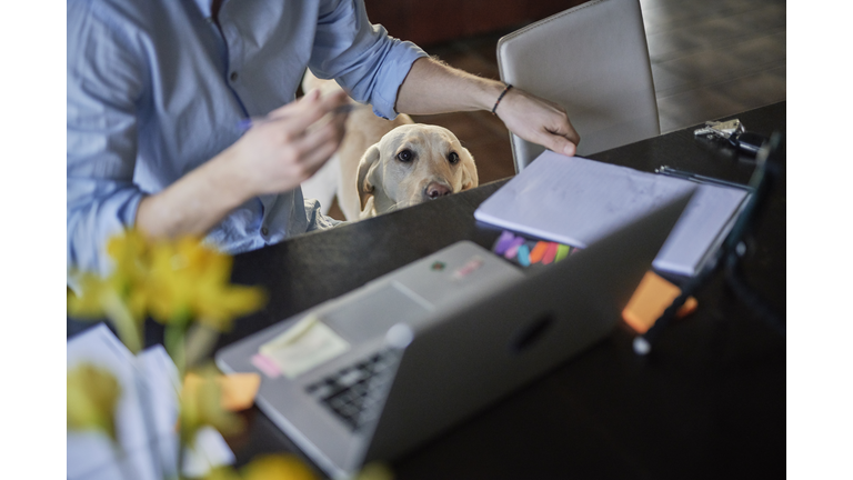 Dog watching man working at table