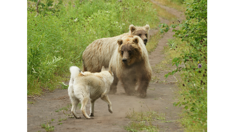 Two bears and dog